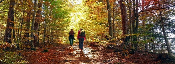 Capturing Autumn's Beauty: Managing Battery Drain with VoltaGo Max