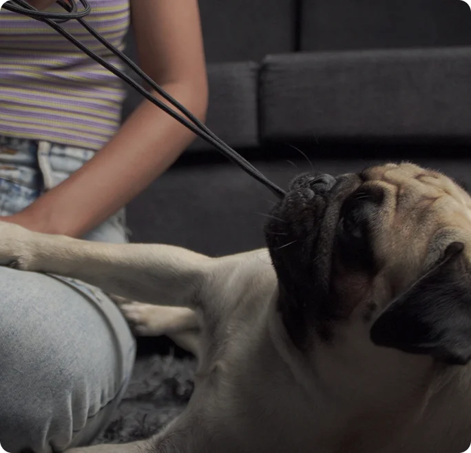 Volta for Pet Owners